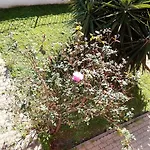 In Shared * Olbia